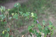 Desmodium triflorum